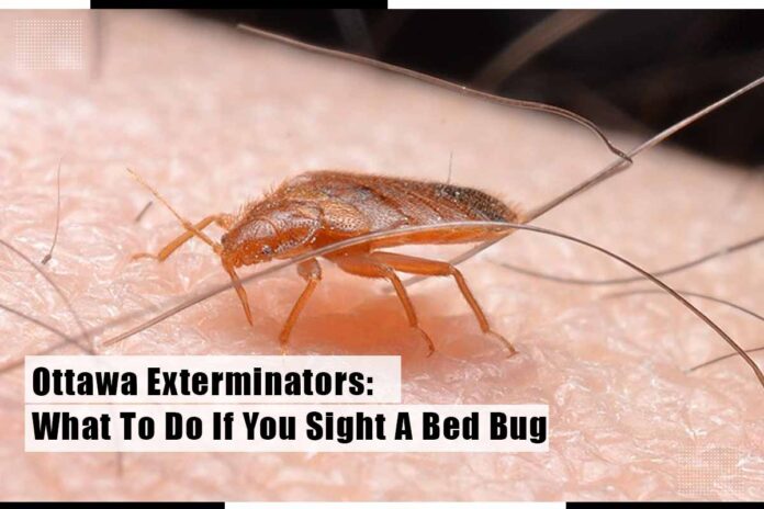 Ottawa Exterminators What To Do If You Sight A Bed