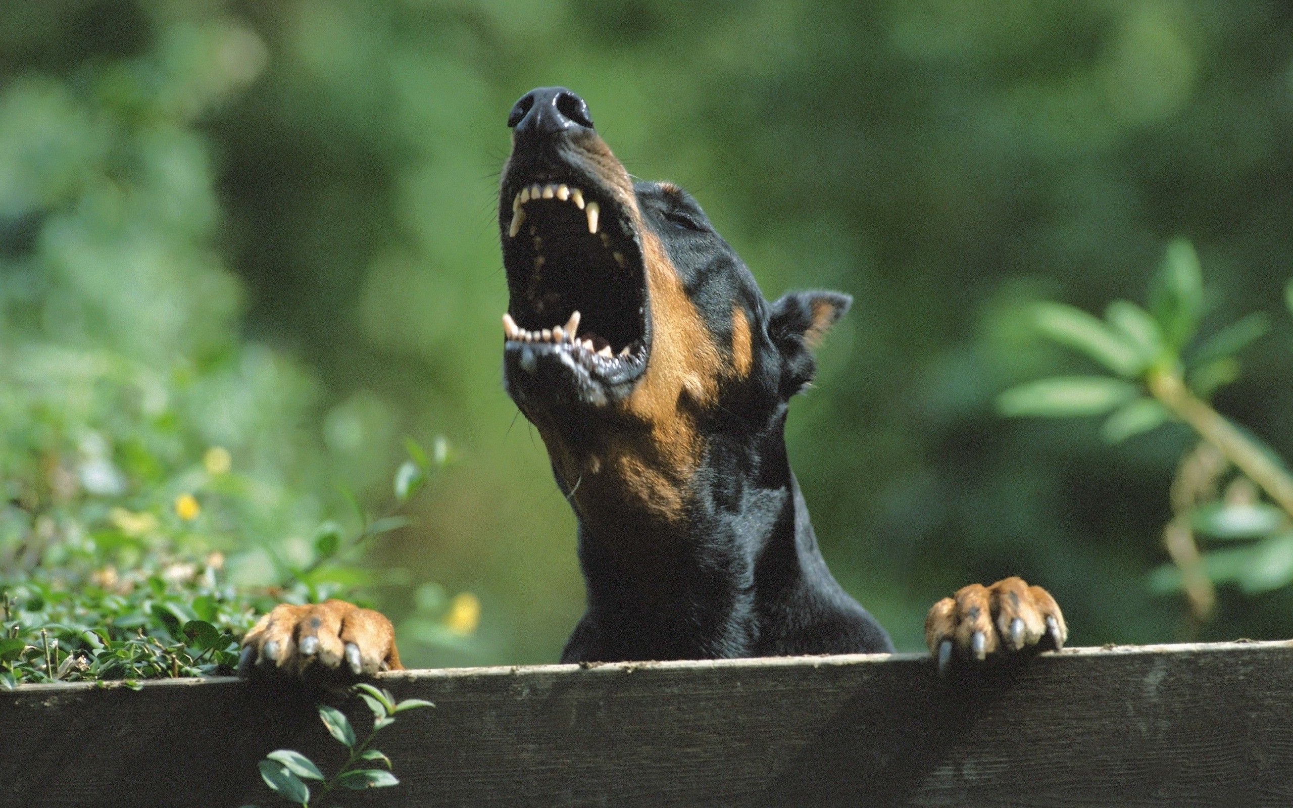 How to Spot When Dogs Get Angry