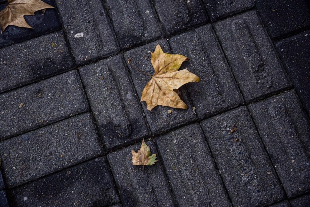 leaves on a pavement stone