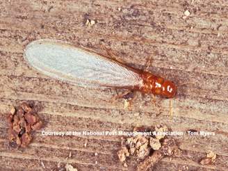 Essential Tips To Keep Termites Out Of Your Home