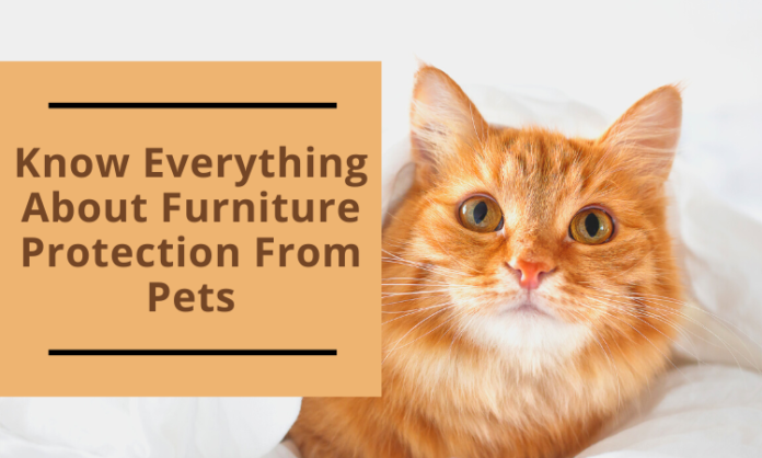 Know Everything About Furniture Protection From Pets