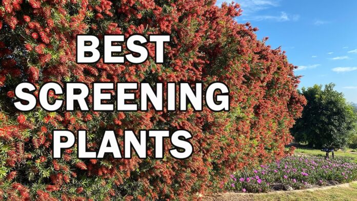 Trees, Shrubs Hedging And Screening Plant Brisbane
