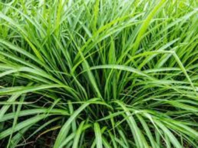 How to Make Vetiver Water (Heard of the Miraculous Benefits?)￼ - Mazing US