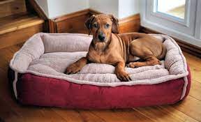 Instructions to Choose the Right Bed for Your Pet