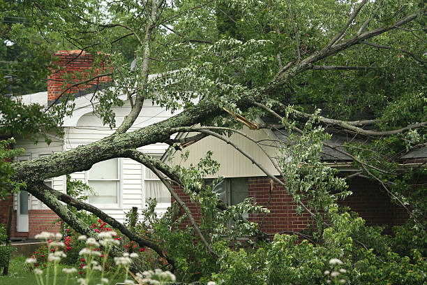 reliable tree removal services in Brentwood TN