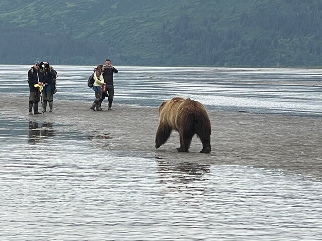 Alaska Bear Viewing Trips
